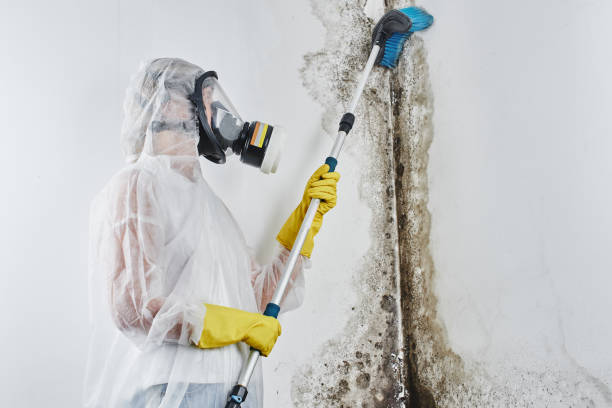 Best Attic Mold Remediation in Harrison, WI