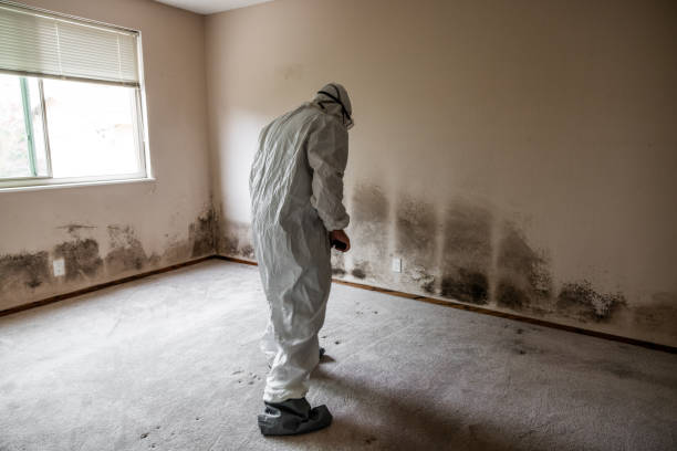 Best Residential Mold Remediation in Harrison, WI