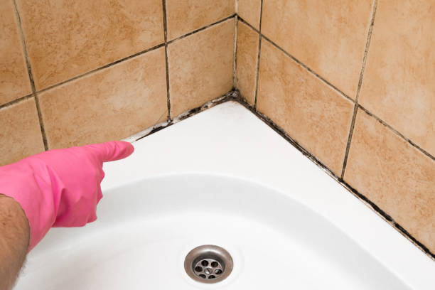 Professional Mold Remediation in Harrison, WI