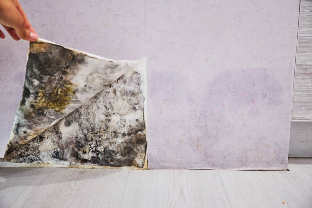 Best Kitchen Mold Remediation in Harrison, WI